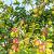 Malus d. 'Jonagold' Pot 5 Liter 