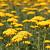 Achillea 'Credo' Pot 9 cm