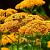 Achillea tomentosa Pot 9 cm