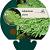 Adiantum pedatum Pot 9 cm