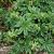 Alchemilla alpina Pot 9 cm