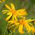Arnica montana Pot 9 cm