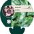 Asarum splendens Pot 9 cm