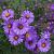 Aster (D) Alpha Dark Purple Launch Pot 9 cm