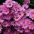 Aster amellus 'Rosa Erfüllung' Pot 9 cm