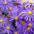 Aster amellus 'Veilchenkönigin' Pot 9 cm