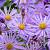 Aster frikartii 'Wunder von Stäfa' Pot 9 cm