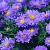 Aster n.-b. 'Violetta' Pot 9 cm