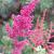 Astilbe (J) 'Mainz' Pot 9 cm