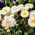 Bellis perennis Pot 9 cm
