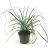 Calamagrostis brachytricha Pot 2 Liter
