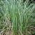 Carex panicea Pot 9 cm