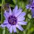 Catananche caerulea Pot 9 cm