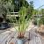 Cortaderia s. 'Pumila' Pot 2 Liter