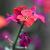 Erysimum 'Red Jep' Pot 9 cm
