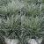 Festuca glauca Intens Blue Pot 23 cm