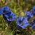 Gentiana sino-ornata Pot 9 cm