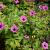 Geranium psilostemon Pot 9 cm