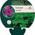 Geranium psilostemon Pot 9 cm