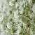 Gypsophila pan. 'Bristol Fairy' Pot 9 cm
