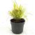 Hakonechloa macra 'Aureola' Pot 2 Liter