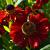 Helenium 'Rubinzwerg' Pot 9 cm