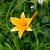 Hemerocallis dumortieri Pot 9 cm