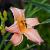 Hemerocallis 'Luxury Lace' Pot 9 cm