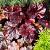 Heuchera 'Midnight Rose' Pot 9 cm