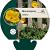 Papaver cambricum Pot 9 cm