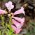 Penstemon 'Apple Blossom' Pot 9 cm