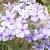 Phlox div. 'Chattahoochee' Pot 9 cm