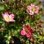 Saxifraga (A) 'Peter Pan' Pot 9 cm
