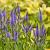 Veronicastrum virg. 'Adoration' Pot 9 cm