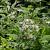 Aster divaricatus 'Beth Chatto' Pot 9 cm