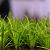 Carex oshim. 'Evergreen' Pot 2 Liter