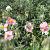Helianthemum 'Wisley Pink' Pot 9 cm