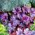 Heuchera 'Wild Rose' Pot 9 cm
