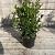 Prunus l. Sofia Pot 3 Liter 