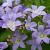 Campanula lact. 'Senior' Pot 9 cm