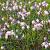 Andromeda polifolia Pot 3 Liter 