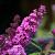 Buddleja Free Petite Tutti Fruitti Pot 2 Liter