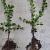 Carpinus betulus Losse wortel 80 - 100 cm