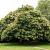 Castanea sativa Draadkluit Hoogstam (Stamomtrek 14-16 cm)