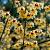 Chimonanthus praecox Pot 12 liter 60 - 80 cm