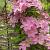 Clematis 'Comtesse de Bouchaud' Pot 2,25 Liter