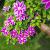 Clematis 'Dr Ruppel' Pot 2,25 Liter