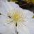 Clematis 'Gladys Picard' Pot 2,25 Liter