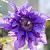 Clematis 'Multi Blue' Pot 2,25 Liter