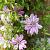 Clematis 'Nelly Moser' Pot 2,25 Liter